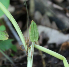 Colchicum umbrosum