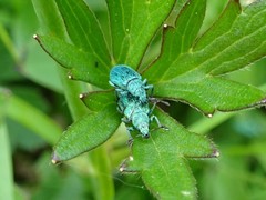 Phyllobius