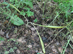 Colchicum umbrosum