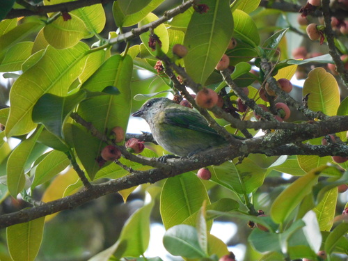 Black-capped Tanager (Stilpnia heinei), photo 9