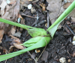 Colchicum umbrosum