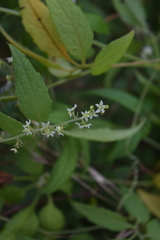 Cyclanthera integrifoliola
