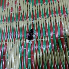 Periplaneta australasiae