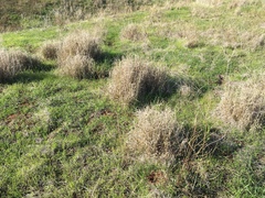 Enteropogon acicularis