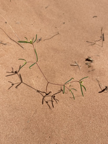 Image of Euphorbia parryi by (c) Matt Berger, some rights reserved (CC BY)