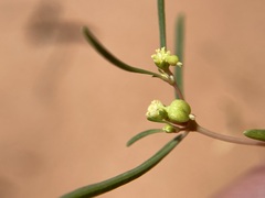 Euphorbia parryi