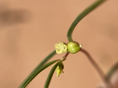 Euphorbia parryi