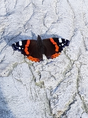 Vanessa atalanta