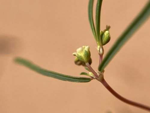 Image of Euphorbia parryi by (c) Matt Berger, some rights reserved (CC BY)