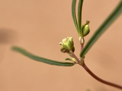 Euphorbia parryi