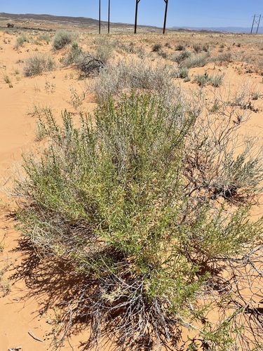 Image of Chrysothamnus stylosus by (c) Matt Berger, some rights reserved (CC BY)