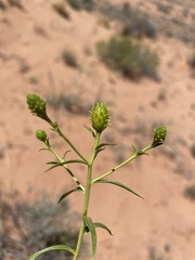 Chrysothamnus stylosus