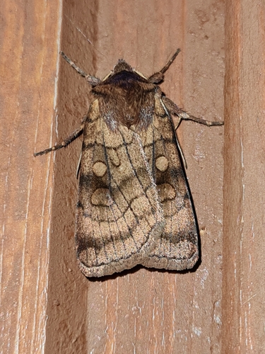 Six-striped Rustic