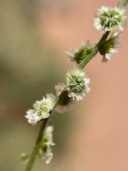 Cycloloma atriplicifolium