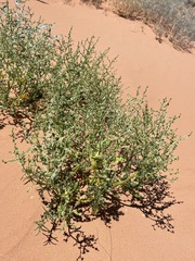 Cycloloma atriplicifolium