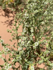 Cycloloma atriplicifolium