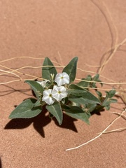 Euploca convolvulacea