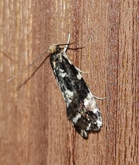 Triaxomera fulvimitrella