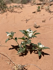 Euploca convolvulacea