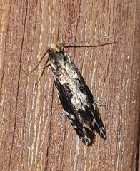 Triaxomera fulvimitrella