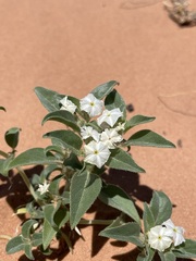 Euploca convolvulacea