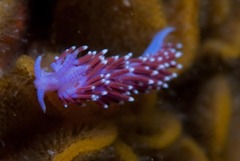 Paraflabellina funeka