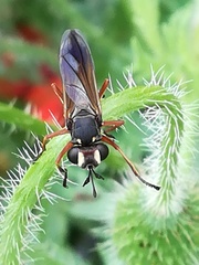 Physocephala