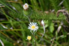 Erigeron lonchophyllus