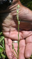 Erigeron lonchophyllus