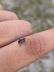 Eudiagogus maryae