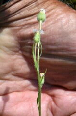 Erigeron lonchophyllus