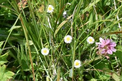 Erigeron lonchophyllus