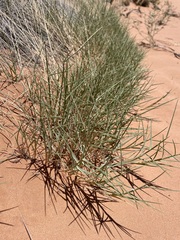 Muhlenbergia pungens