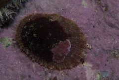 Scutellastra tabularis