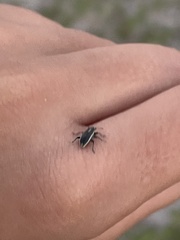 Eudiagogus maryae