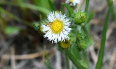 Erigeron lonchophyllus