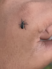 Eudiagogus maryae