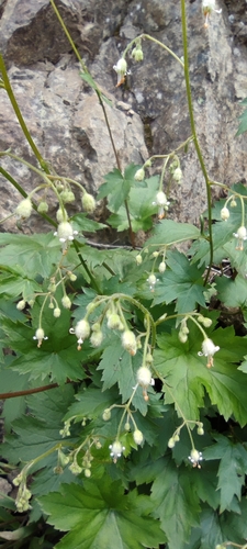 Image of Heuchera glabra by (c) Santiago Martín-Bravo, some rights reserved (CC BY)
