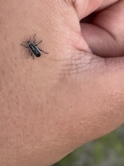 Eudiagogus maryae