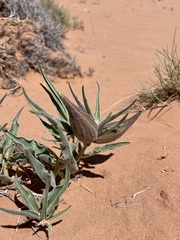 Asclepias macrosperma
