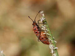 Corizus hyoscyami