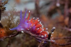 Paraflabellina funeka