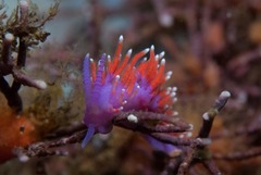 Paraflabellina funeka