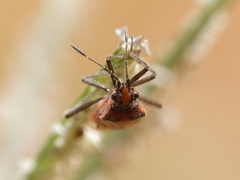 Corizus hyoscyami
