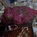 Beautiful Cuttlefish - Photo (c) Georgina Jones, some rights reserved (CC BY-SA), uploaded by Georgina Jones