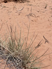 Muhlenbergia pungens