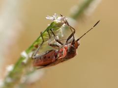 Corizus hyoscyami