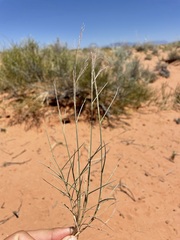 Muhlenbergia pungens