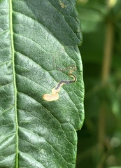 Stigmella intermedia