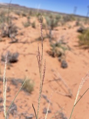 Muhlenbergia pungens